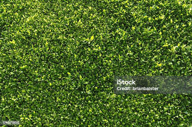 Green Hecke Hintergründe Oder Tapete Stockfoto und mehr Bilder von Buchsbaum - Buchsbaum, Hecke, Bildhintergrund