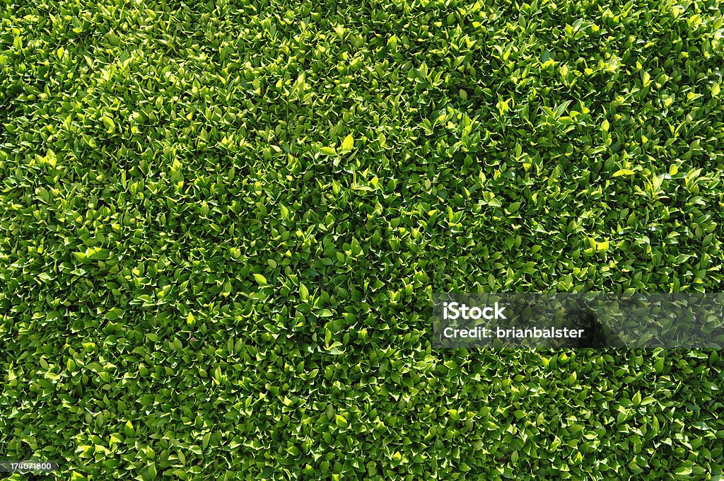 Зеленый изгородь ФОНЫ или обои - Стоковые фото Самшит роялти-фри