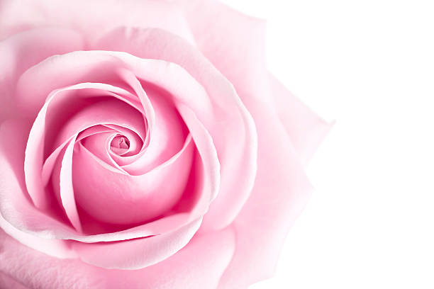 Rosa flor rosa aislado sobre fondo blanco. - foto de stock