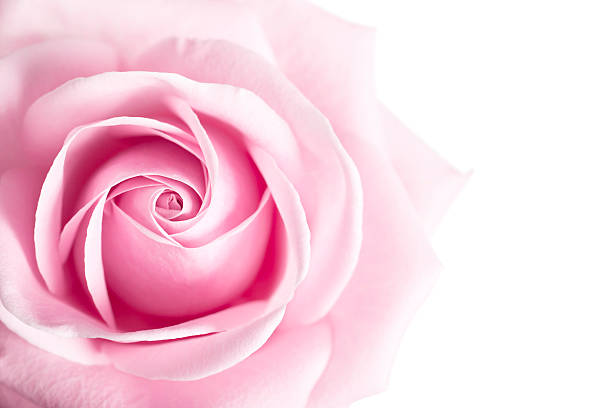 A stunning isolated PNG image of a pink rose, showcasing its delicate petals and vibrant color. Perfect for floral designs, romantic themes, and nature-related projects