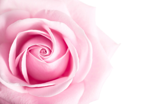 Pink Rose Flower isolated on white background with shallow depth of field and focus the center of rose flower.