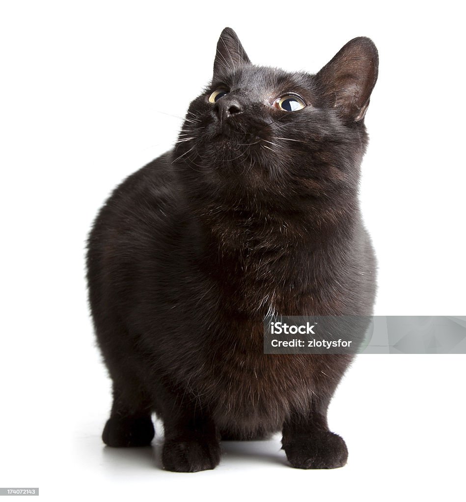 Gatto nero su bianco backgroound - Foto stock royalty-free di Animale