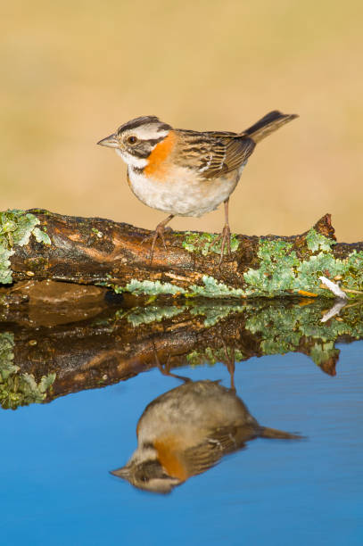 istock Rufous collared Sparrow, Zonotrichia capensis, Calden fores, La Pampa , Argentina 1740722326