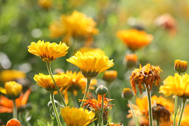 istock meadow with pot marigold - calendula officinalis 174072697