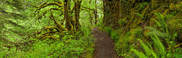 Earth trail through lush green rainforest wilderness panorama "Vibrant green fern fronds, lush moss covered trees and dense rainforest foliage framing this picturesque section of the Pacific Crest Trail high in the Cascade mountains of Oregon, USA. ProPhoto RGB profile for maximum color fidelity and gamut." pacific crest trail stock pictures, royalty-free photos & images