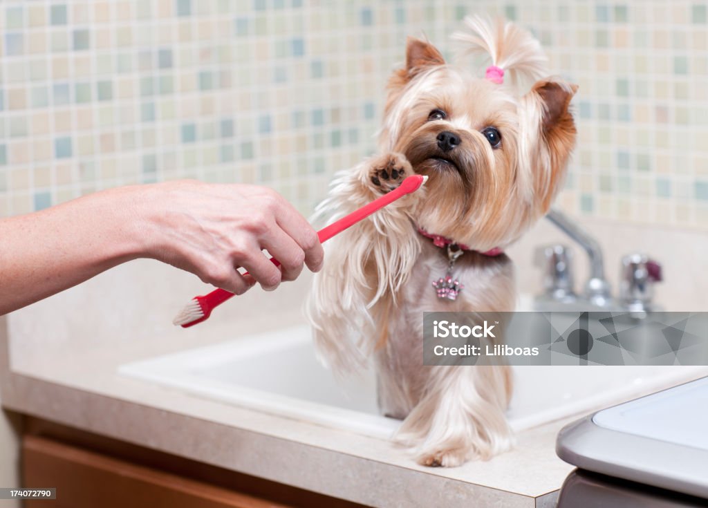 Brossage des dents de chiens - Photo de Chien libre de droits