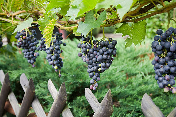 abundantes harvest - ristra fotografías e imágenes de stock