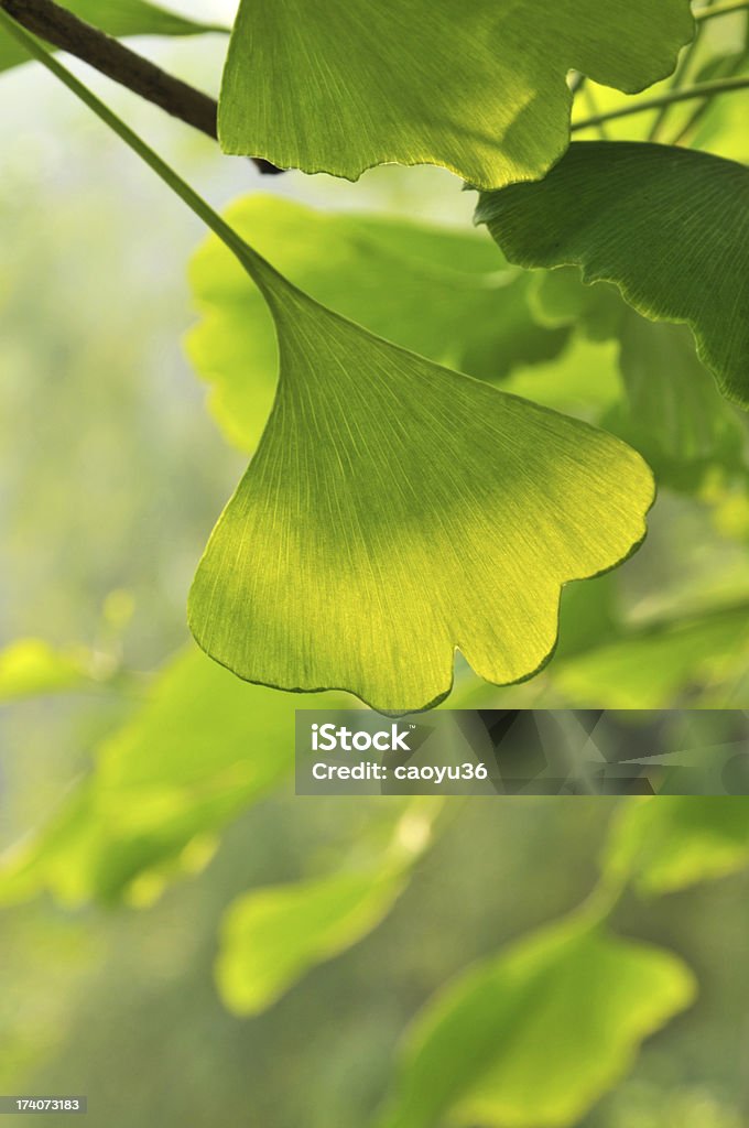 Beauty in nature Close up of ginkgo leafPlease see some similar pictures from my lightboxe: Backgrounds Stock Photo