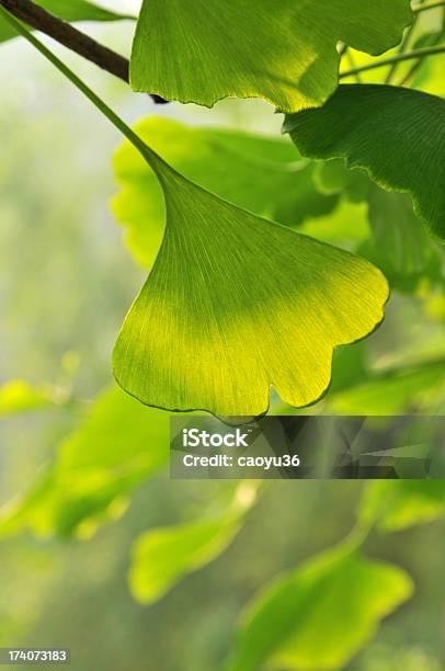 Beauty In Nature Stock Photo - Download Image Now - Backgrounds, Chengdu, Color Image