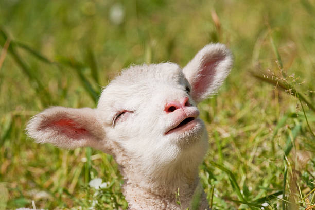 Lamb Singing. A young lamb calling out, as if singing. lamb animal photos stock pictures, royalty-free photos & images