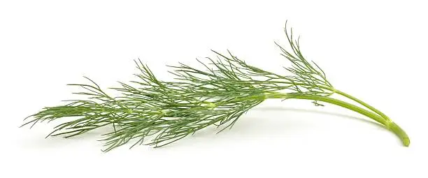 A sprig of dill isolated on a white background.