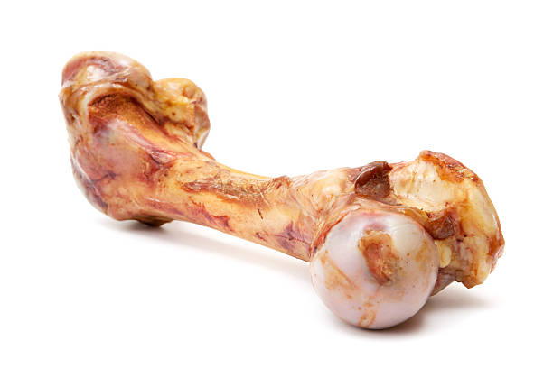 os d'animal - femur bone photos et images de collection