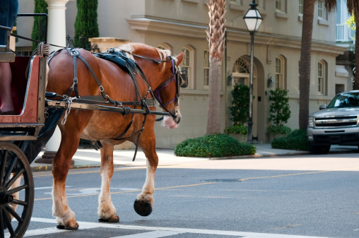 A horse pulls a carriage down a street in Charleston, South Carolina