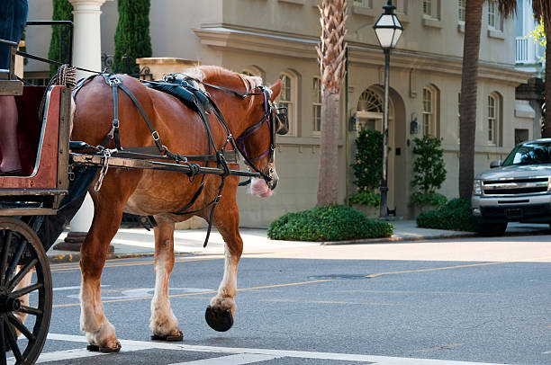 carruagem em charleston, carolina do sul - carriage - fotografias e filmes do acervo