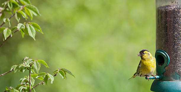 mâle tarin des pins, carduelis spinus sur feeder nyger graine - tarins photos et images de collection