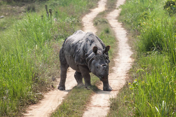 istock Indian Rhino in Chitwan 174074135