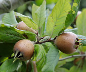 Common Medlar (Mespilus germanica) Fruits