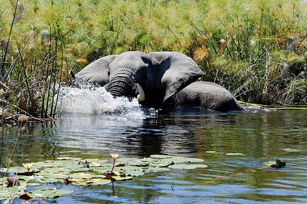 istock Elephant taking a plunge in wetlands of Okavango Delta,Botswana 174074949