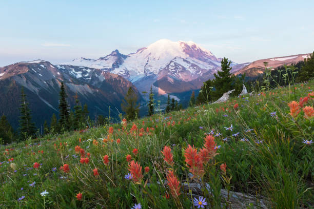 istock Mount Rainier Wildflowers Sunrise 174075021