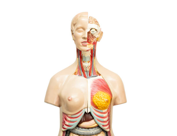 istock Human model anatomy for medical training course, teaching medicine education isolated on white background with clipping path. 1740751305