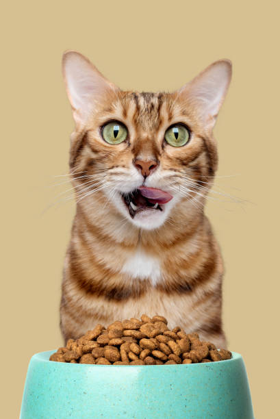 ベンガル猫が食べ物のボウルの近くで口をなめます。 - pet food animals feeding cat food cat bowl ストックフォトと画像
