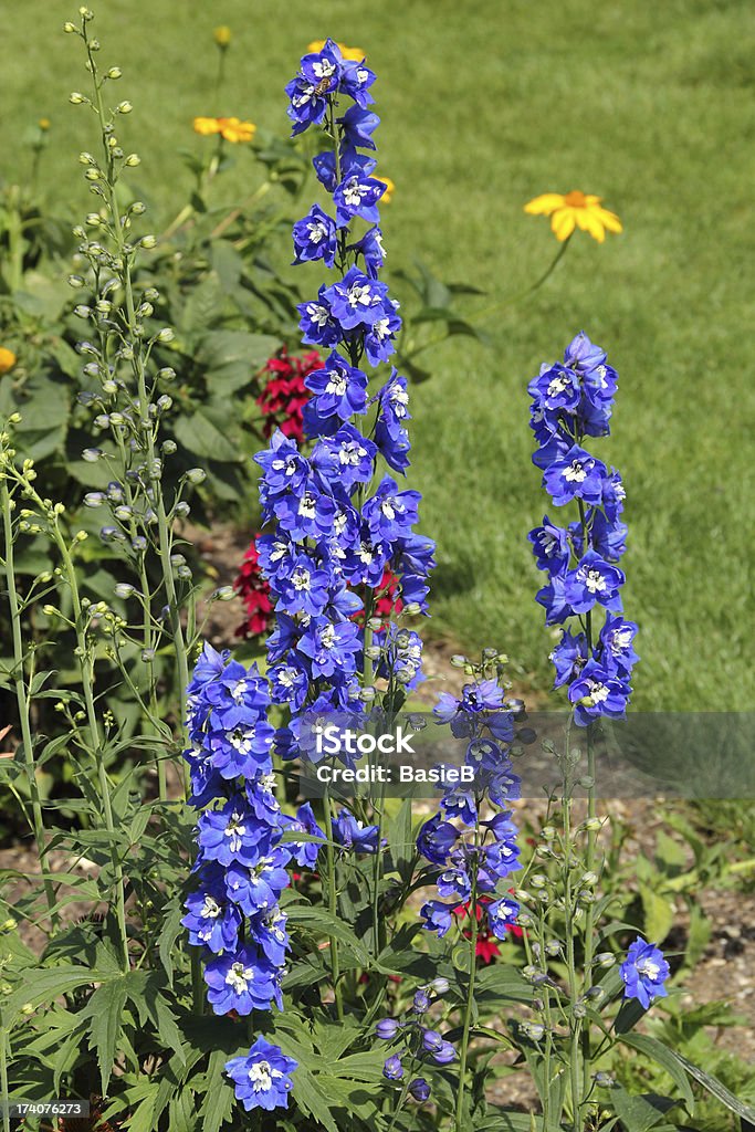 delphiniums azul - Foto de stock de Aire libre libre de derechos
