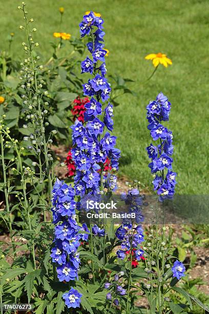 Delphiniums Azul Foto de stock y más banco de imágenes de Aire libre - Aire libre, Arbusto, Arreglo floral