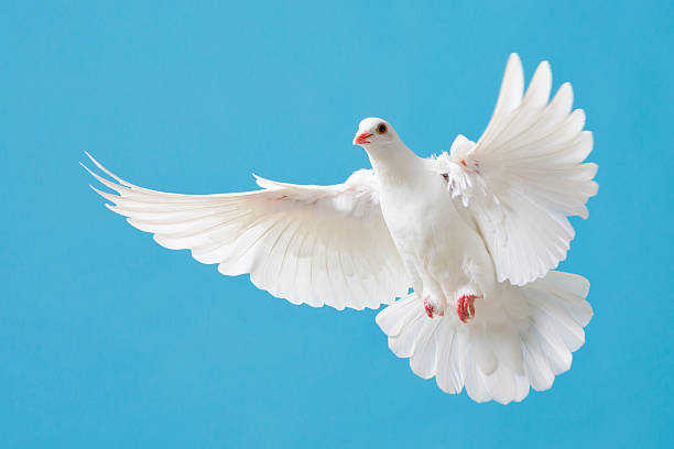 istock White dove with outstretched wings on blue sky 174076302