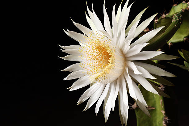 Night Blooming Cereus Cactus Flower "Peniocereus greggii is a cactus species originating from Arizona (USA) and Sonora (Mexico). Common names include Arizona queen of the night, night blooming cereus and Reina de la noche. Its flowers are white, up to 30 centimetres in diameter with a scent redolent of vanilla. The flowers open after sundown, closing and wasting after a few hours. Night-blooming cereus is the common name referring to a large number of flowering Cereus cacti that bloom at night. The night-blooming cereus is also referred to as princess of the night, Honolulu queen (for Hylocereus undatus), and queen of the night." night blooming cereus stock pictures, royalty-free photos & images