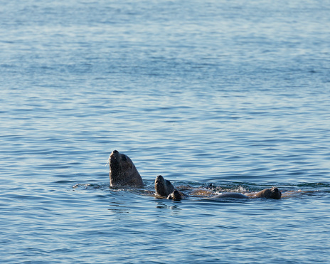 A small group of Steller Sea Lions, Eumetopias jubatus, swimming in the Salish Sea near Vancouver, Canada,