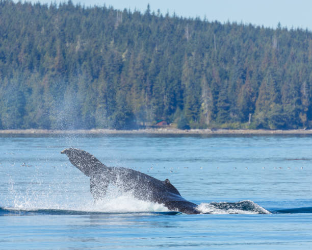 istock Humpback Whale, Megaptera novaeangliae, splashing into Johnstone Strait, BC, Canada 1740769425
