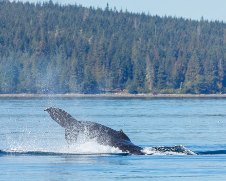 A Humpback Whale, Megaptera novaeangliae, splashing back into the water in Johnstone Strait, between Vancouver  Island and the British Columbia mainland, Canada. Some auks, mainly Common Murres/Guillemots, are out of foucus on the water in background.