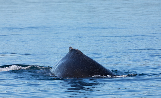 The small dorsal fin of a Humpback Whale, Megaptera novaeangliae, as it swims in Johnstone Strait, bwtween the British Columbia mainland and Vancouver Island.