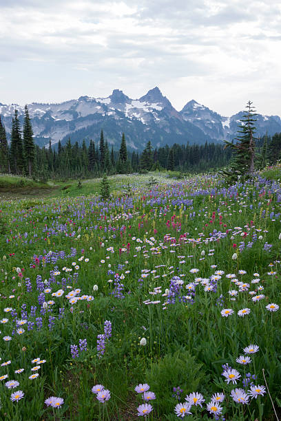 istock Tatoosh Range and Wildflowers 174077530