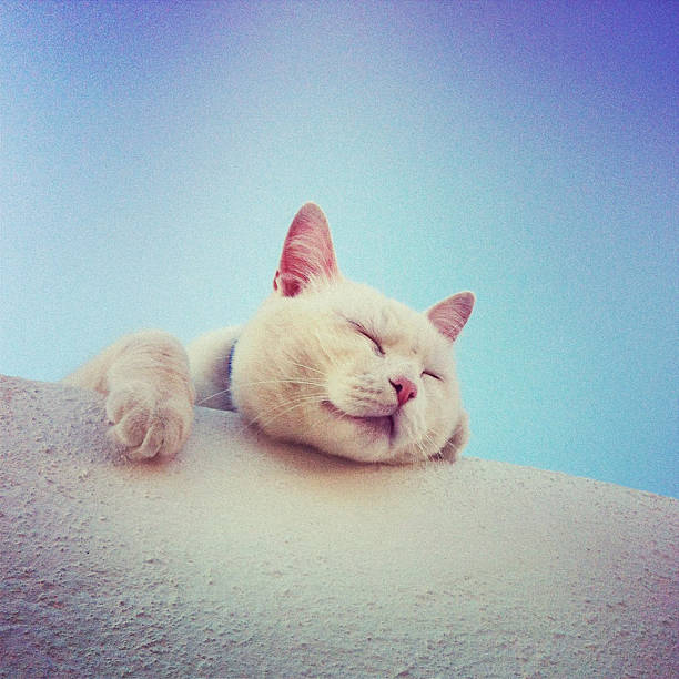 istock Cute cat sleeping on the roof in Santorini 174078477