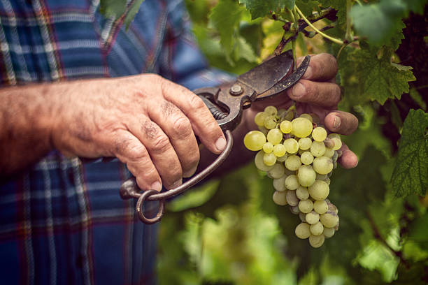 istock Grapes Harvesting and Picking Up 174078762