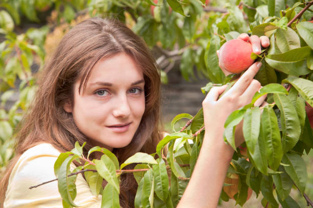 istock Young woman picking fruit 174079206