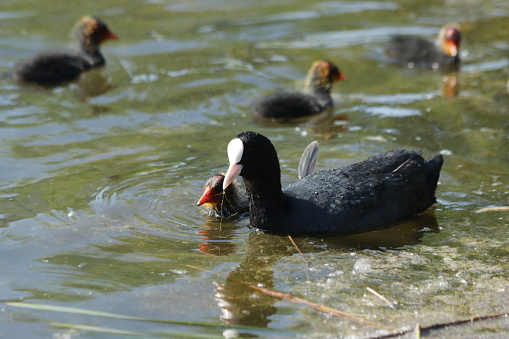 A family of Eurasian coots (Fulica atra), adult and babies, swimming in the lake water.