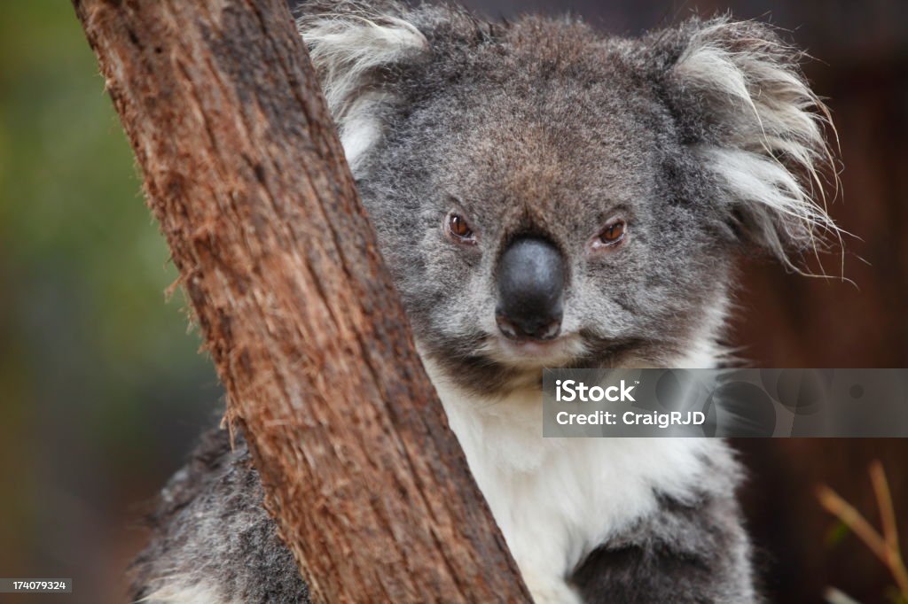 koala - Zbiór zdjęć royalty-free (Australia)