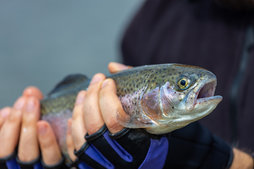 A healthy brook trout with a streamer being held in a mans hands.Still water trout fishing.