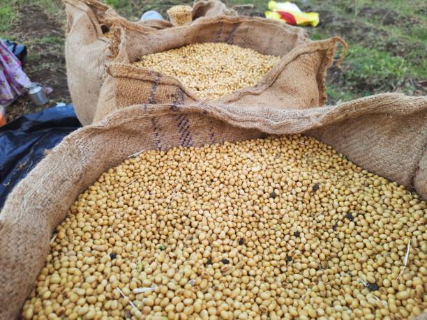istock raw soybean in gunny sack 1740797065