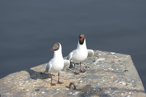 Two black headed gulls (Chroicocephalus ridibundus) standing on the rock and screaming