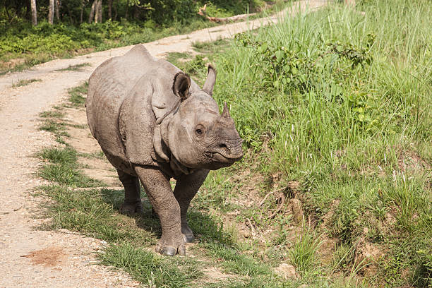 istock Indian Rhino in Chitwan 174080460
