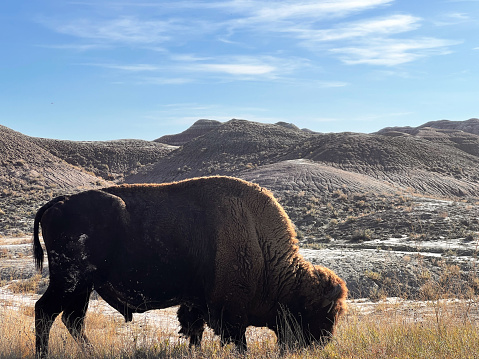 Buffalo with scenic backdrop in one of the United States National Parks.