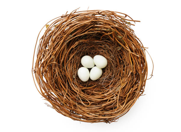 istock Bird’s nest with four white eggs on white background 174080572