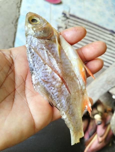 istock Clarity of the fish  Beautiful cuts 1740807818
