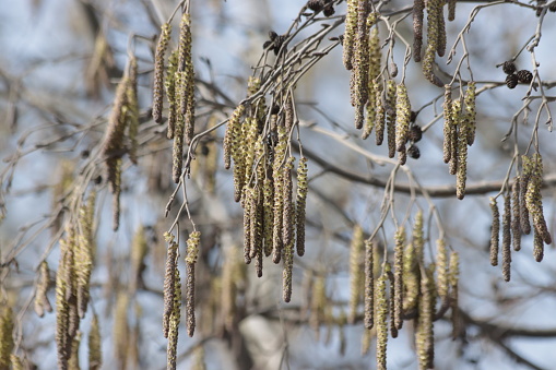 European black alder (Alnus glutinosa) branches with catkins, early spring