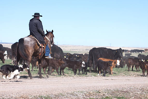 istock Cowboy Herding of Angus Cattle on Open Range 174080980