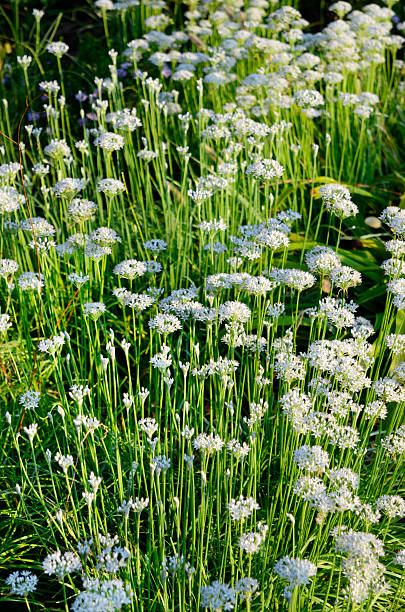 Chinese Chives (Allium tuberosom) dance in the morning sunlight. The tall, vertical stems creates an interesting pattern. Taken early in the morning just after sunrise. Focus is on center, while foreground and background go soft.