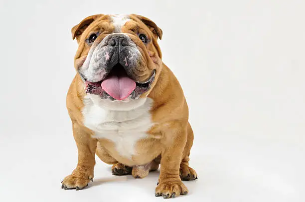 Photo of Bulldog Sitting, White Background Studio Shot